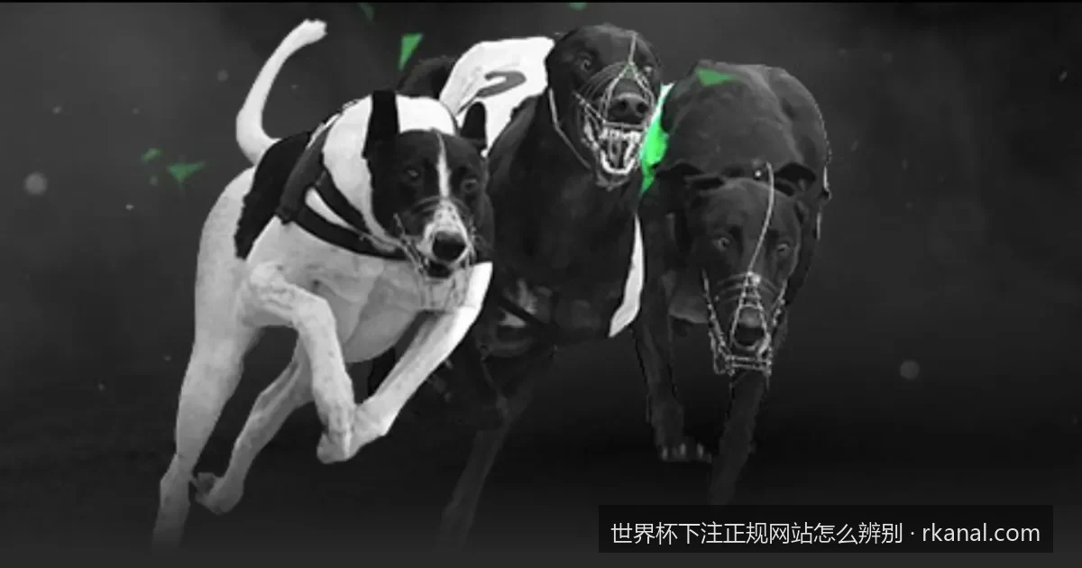 远离钓鱼陷阱：2026世界杯投注平台防骗与安全审核指南